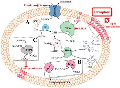 Ferroptosis: A Promising Therapeutic Target for Neonatal Hypoxic ...