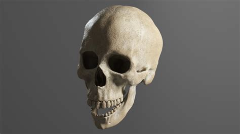 Human Skull Realistic - 3D Model by gabrielgardiman