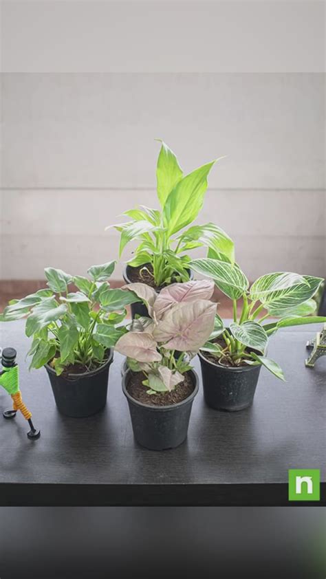 Buy Set of 4 Natural Air Purifier Plants for Home Garden online from ...