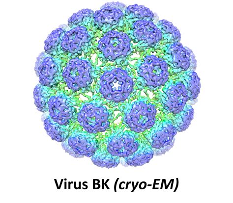 Virus BK | UPJV