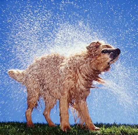 Why Wet Dogs Smell So Bad