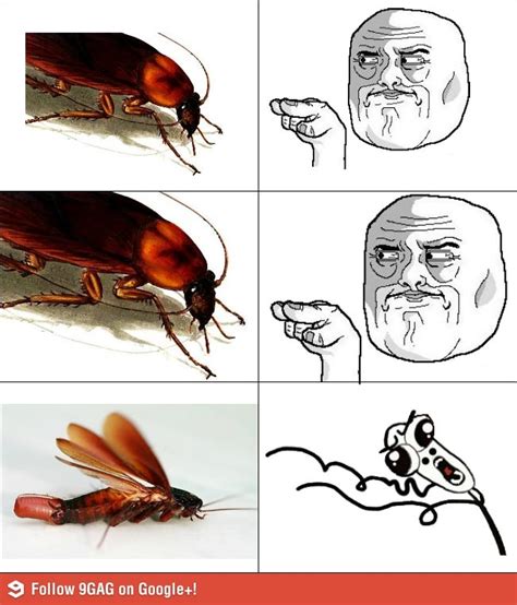 Flying Cockroach Meme 的图像结果