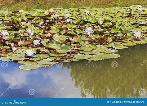 Beautiful Water Lilies Bloom in the Pond Stock Photo - Image of pretty ...
