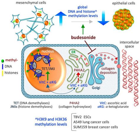 The Modulation of Cell Plasticity by Budesonide: Beyond the Metabolic ...