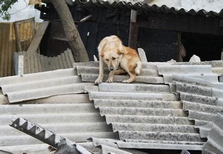 FOUR PAWS Animal Picture Galleries - Animal Welfare Organisation