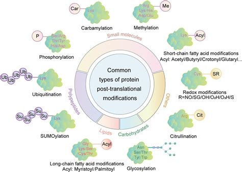 Image result for Methylation Reaction in Post Translational Modification