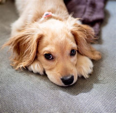 Image result for Flat Coat Cockapoo