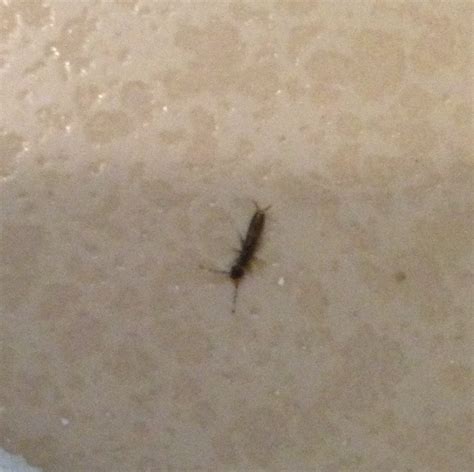 Need help identifying bugs in bathroom : r/pestcontrol