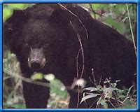 Wildlife Tour of Garhwal India,Wildlife Travel Garhwal Uttaranchal ...