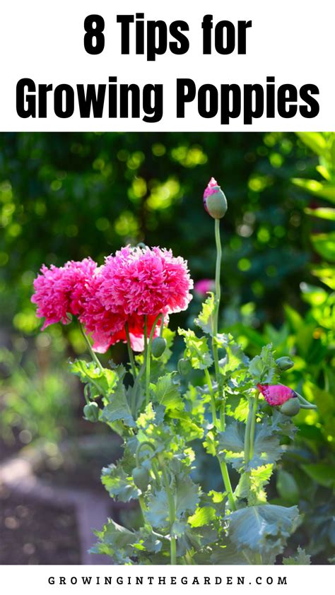 How to Grow Poppies: 8 Tips for Planting Poppies | Growing poppies ...