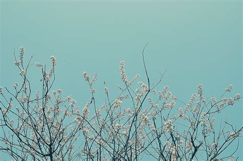 【春暖花开摄影图片】生态摄影_太平洋电脑网摄影部落