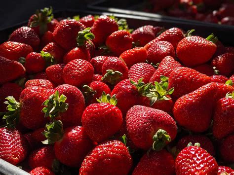 Organic Meat Farms 的图像结果