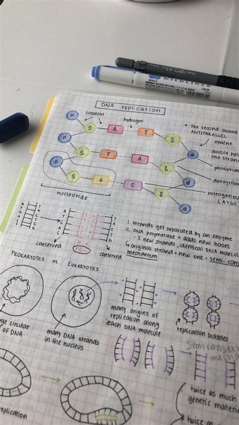 Image result for DNA Replication Notes