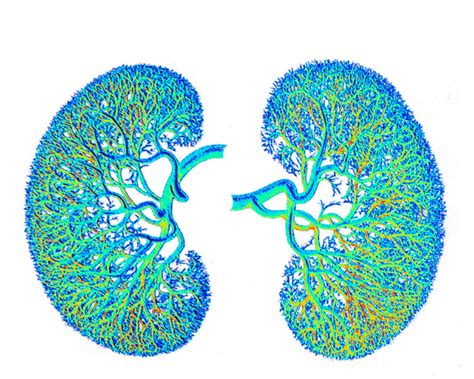 Kidney Health and Basic Diseases - Causes and Treatment | Sprint Medical