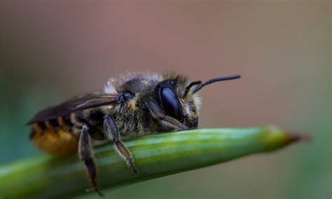 Bee Predators: What Eats Bees? - A-Z Animals