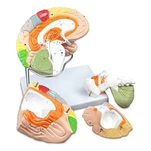 Vision Scientific VAB400 Color-Coded Human Regional Brain - 4 Parts ...