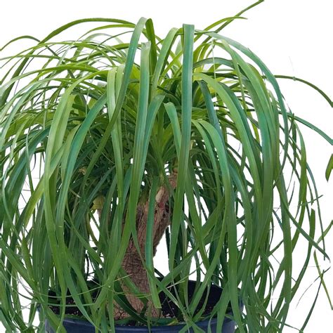 Ponytail Palm Plant - How To Plant And Grow Ponytail Palm Buy Now ...