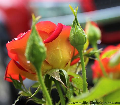Mustard and Ketchup Roses