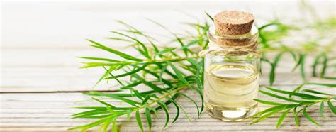 Tea Tree Oil – Keya Seth Aromatherapy