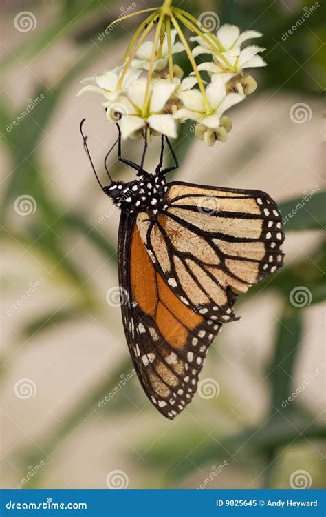 Monarch Butterfly Stages 04 Stock Image - Image of larvae, aotearoa ...