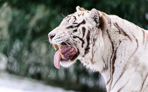 Siberian White Tiger 4k Wallpapers - Wallpaper Cave