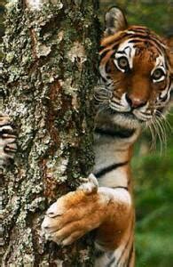 Essay writing skills Do you know that the tigers are getting extinct ...