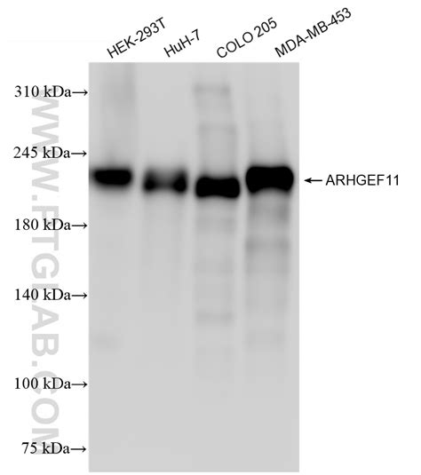 ARHGEF11 antibody (84149-4-RR) | Proteintech