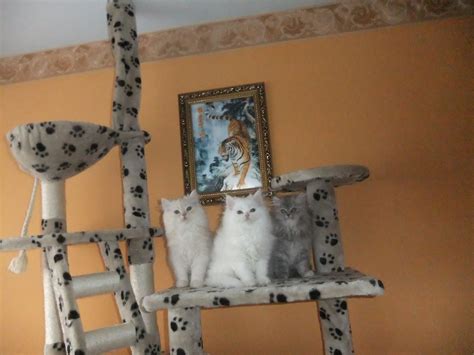 Klassische Perserkatzen Perser mit Nase in Pölitz | Tiere | Kleinanzeigen