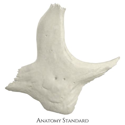 Anatomy Standard - Drawing Zygomatic bone: lateral view - no labels | AnatomyTOOL