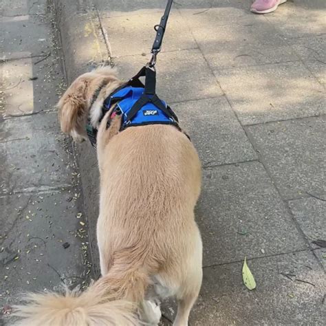 Buy Escape Proof Dog Body Harness by Zoof Pets