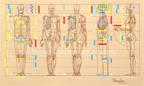 Human Body Proportions - Life Drawing Academy
