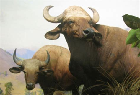 Wildlife of Simlipal National Park, puri, India - Top Attractions ...