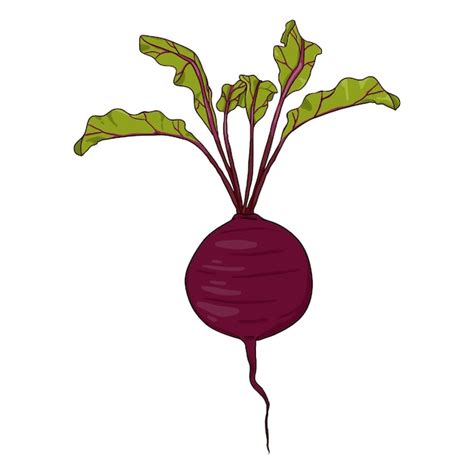 Vektor Cartoon Rote Beete mit Blättern | Premium Vektor