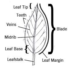 draw a leaf and label it's parts - Brainly.in
