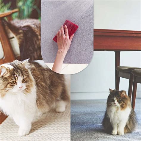 5 Ways to Choose the Best Pet Flooring and Care for It