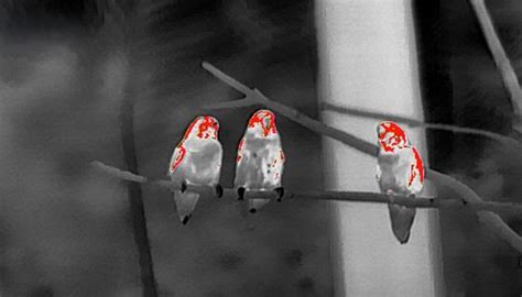 Image result for Thermal Imaging Sensor Module