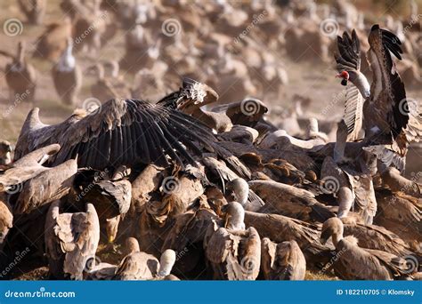 The Griffon Vulture Gyps Fulvus, a Flock of Vultures Fighting for Food. Typical Behavior of a ... - behavior of vultures