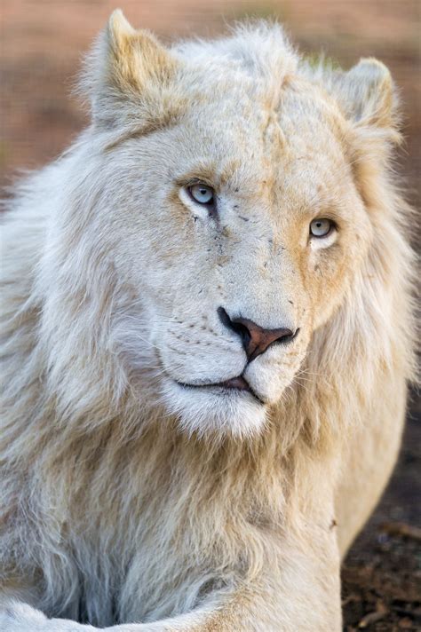 Melancholic and pretty white lion – Artofit