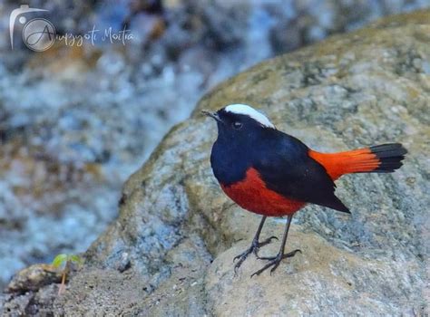Birdwatching in Darjeeling Tabakoshi North Bengal