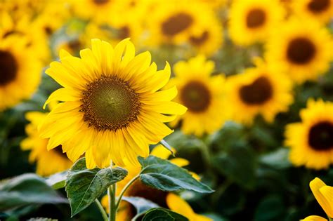37 Interesting Facts About Sunflowers You’ll Love To Know