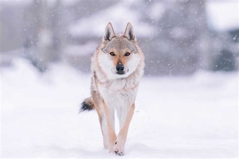 How Fast Are Elephants