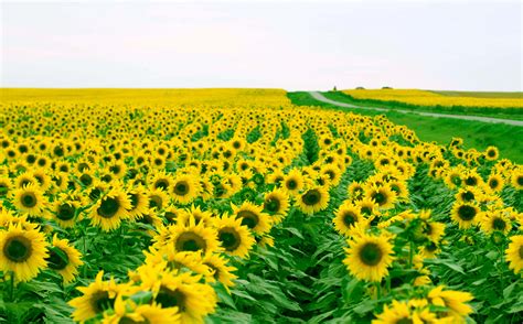 Sunflower Garden Wallpapers - Wallpaper Cave