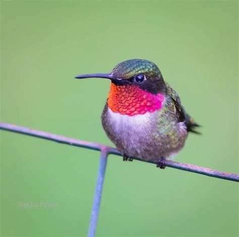 Hummingbird Migration in Southern California 的图像结果