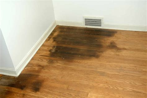 How To Remove Pet Stains From Hardwood Flooring - TheFlooringidea