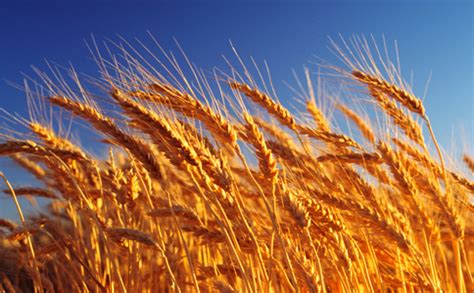 日本农业部将从10月份下调进口小麦售价 - 热点新闻 - 新农资360网|土壤改良|果树种植|蔬菜种植|种植示范田|品牌展播|农资微专栏