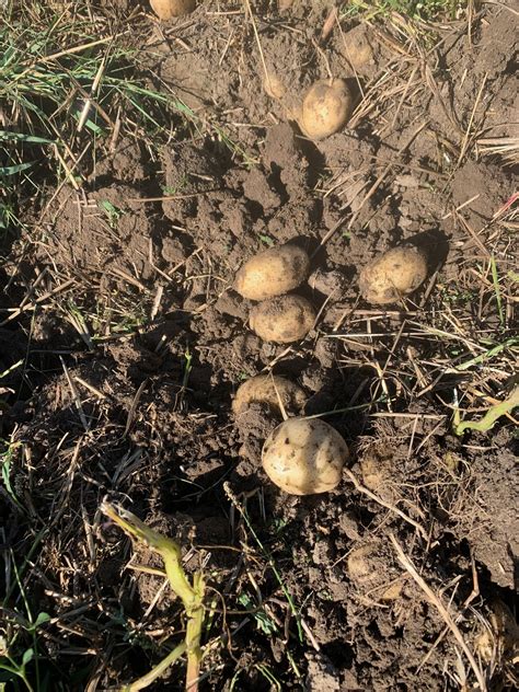 Blog – Orchard Hill Farm