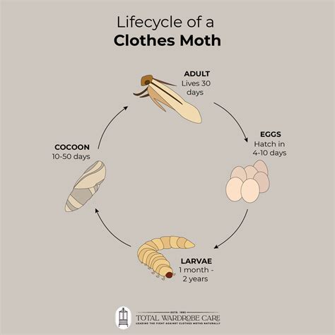 Indian Meal Moth Life Cycle How To Identify The Indian Meal Moth And