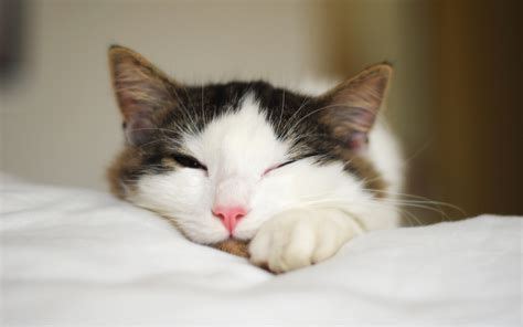 Image result for Cat Coding at Computer Pic