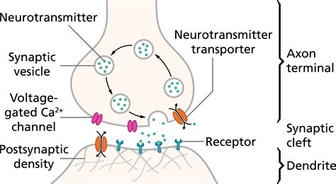 Diagram Of A Neuron - exatin.info