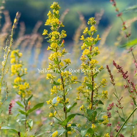 Yellow Dock Root Benefits: A Guide To Medicinal Uses And Health Effects